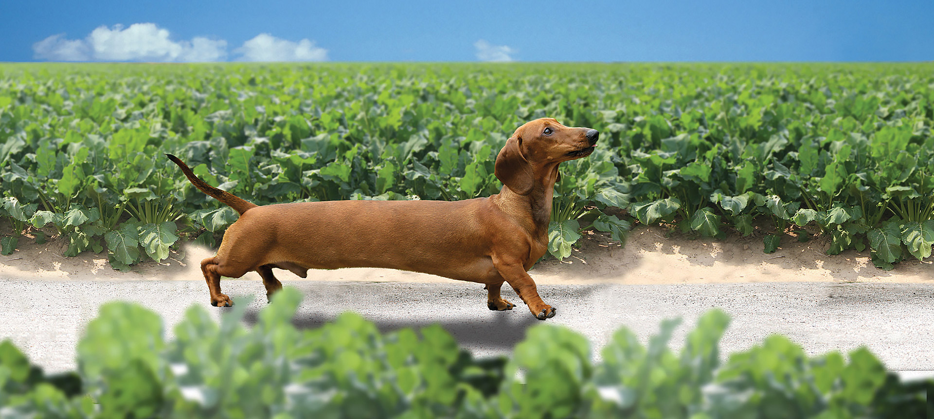 Design + Marketing Design + Marketing